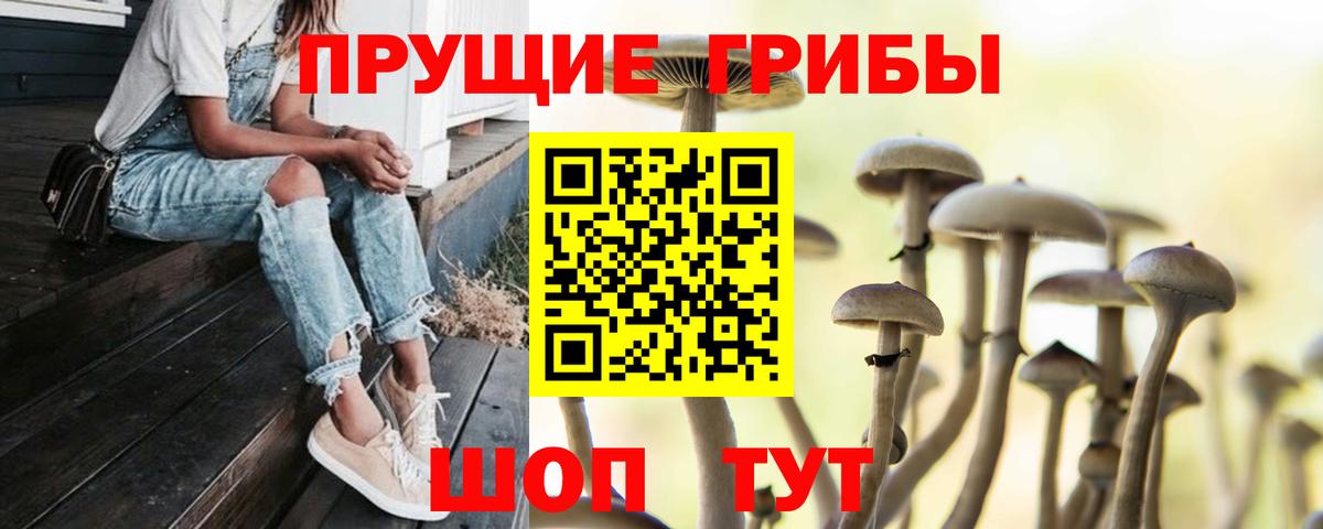 Псилоцибиновые грибы Cubensis Новосибирск